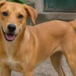 ¡El Perro Caramelo: ¡El Héroe Mestizo que Conquistó Latinoamérica y Nuestros Corazones!